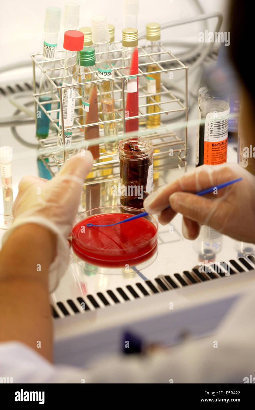 Hospital medical analysis laboratory, A technician is seeding bacteria