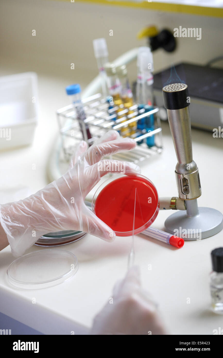 Hospital medical analysis laboratory, A technician is seeding bacteria