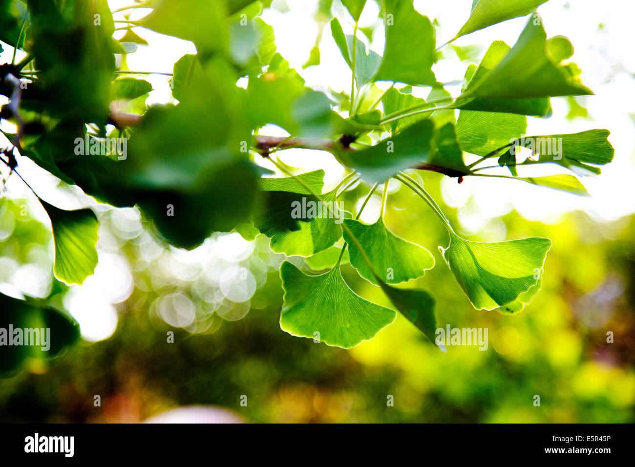 Ginkgo biloba, Japan Stock Photo Alamy