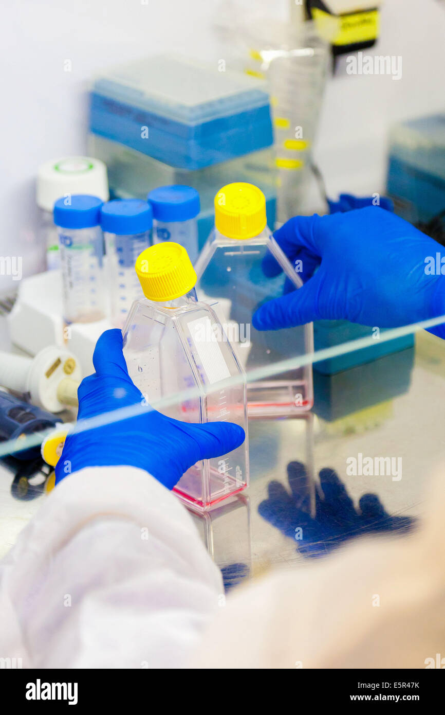 Stem cells research laboratory. Stock Photo