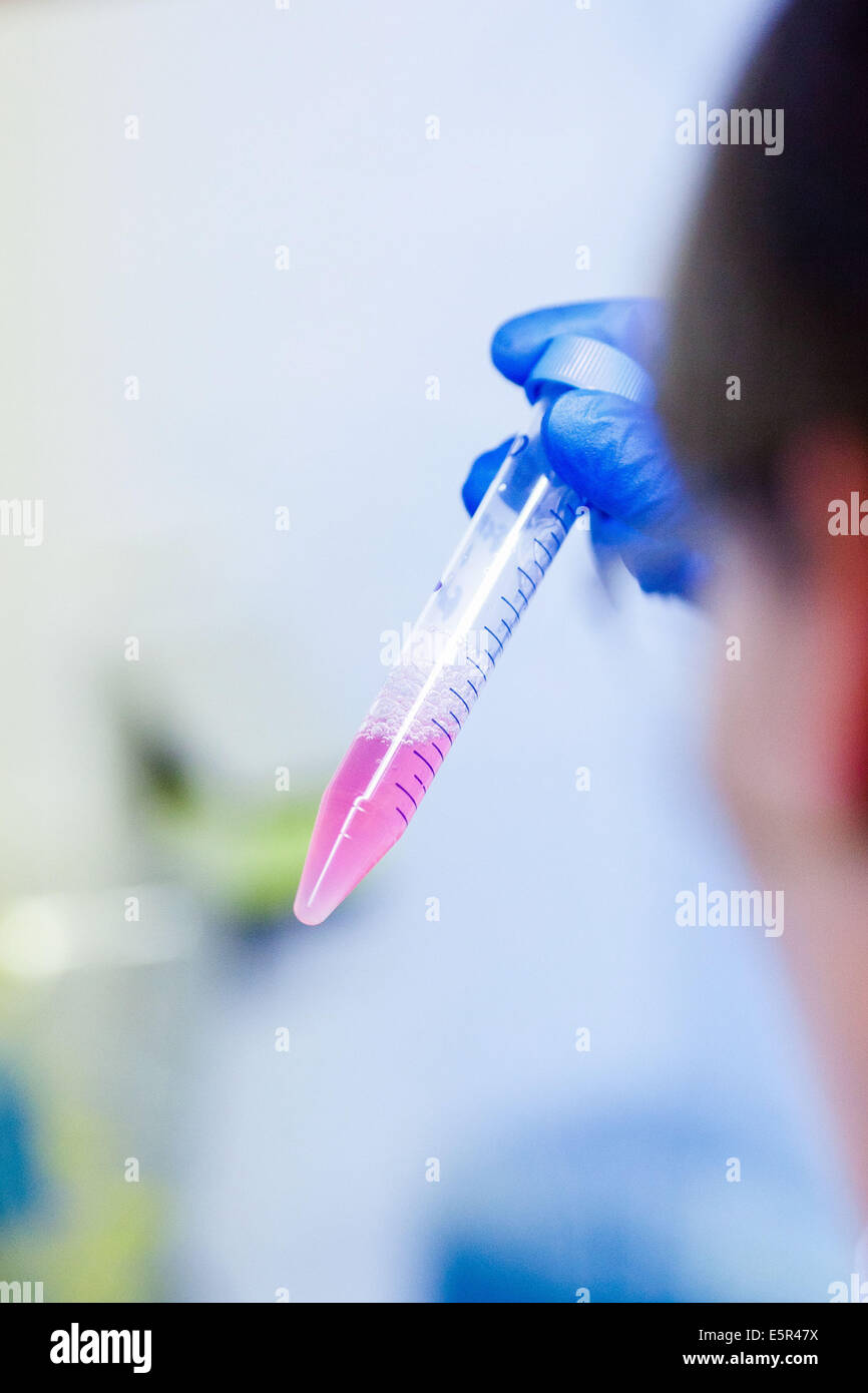 Stem cells research laboratory. Stock Photo