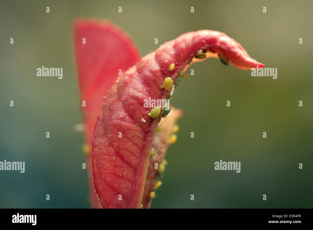 Aphids on red leaf (Photinia Red Robin), close up. Stock Photo