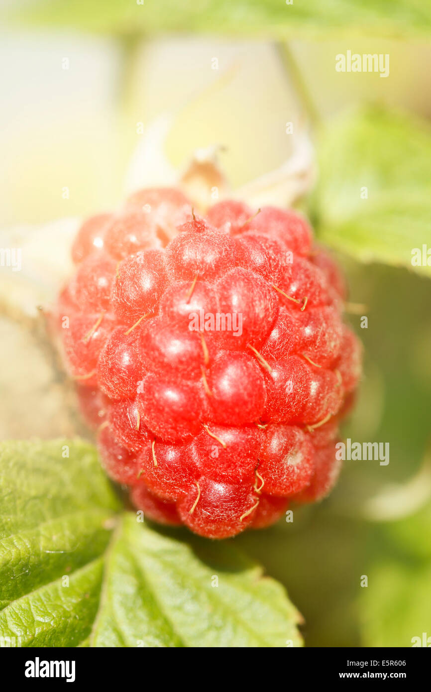 fruit modified mix of a blackberry and a rasberry Stock Photo