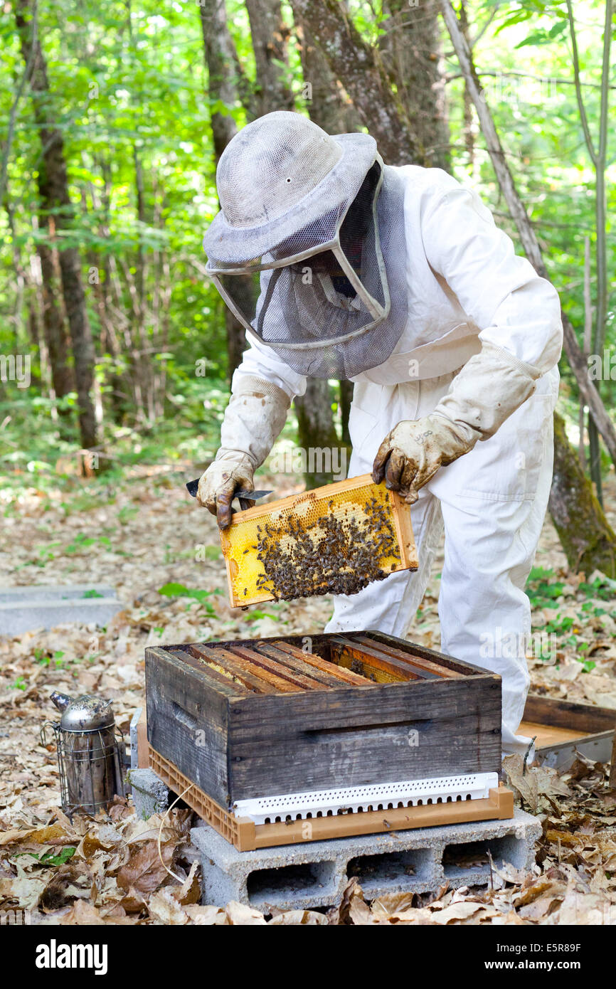 Female beekeeper, Honey production in Dordogne, south of France Stock