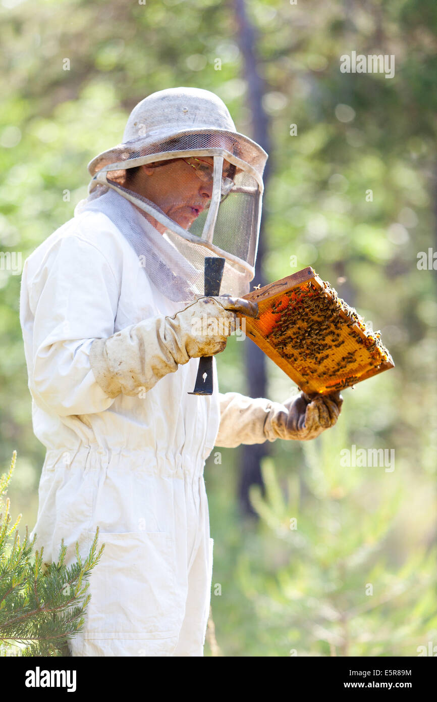 Female beekeeper, Honey production in Dordogne, south of France Stock
