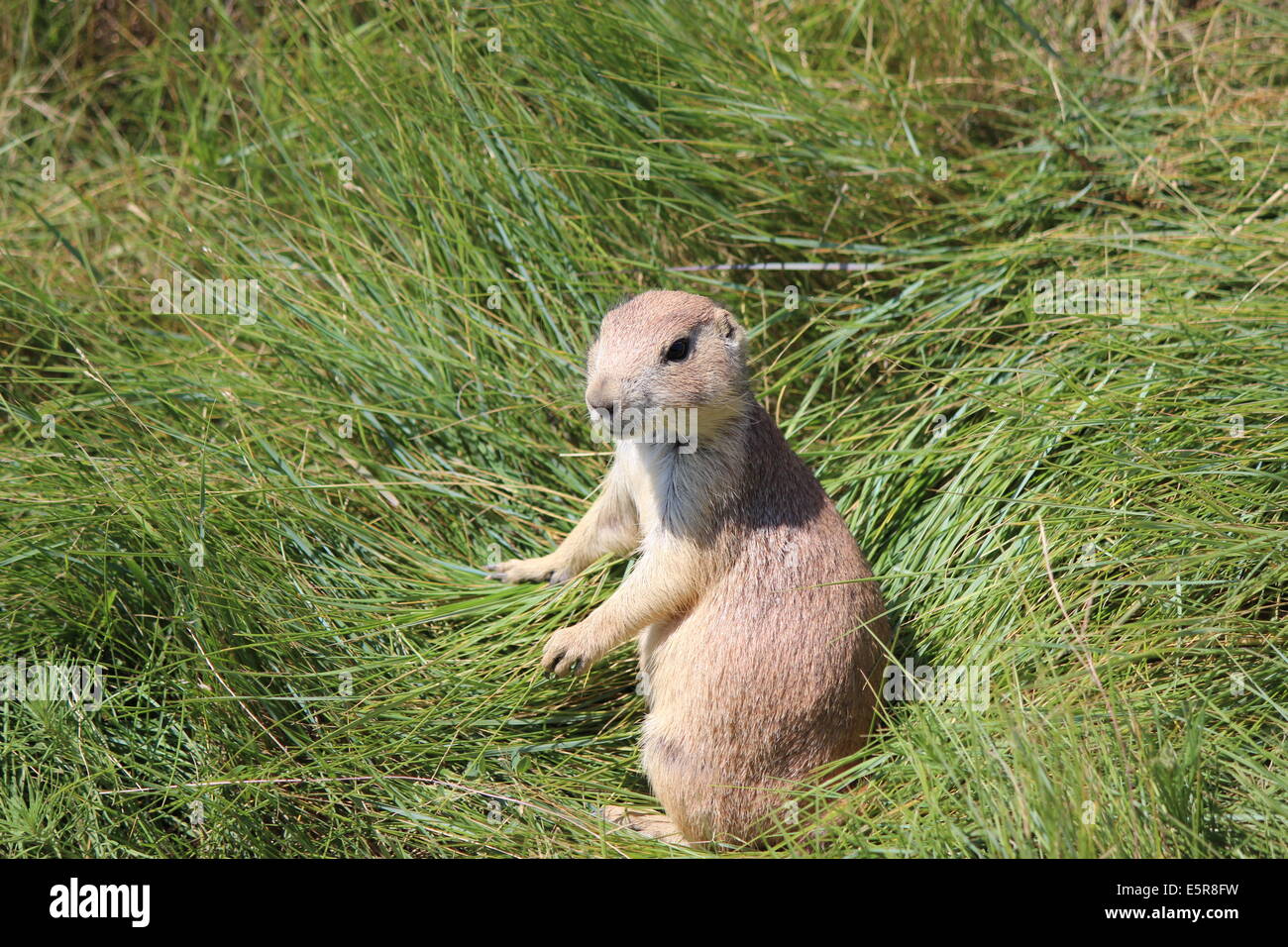 Wildlife baby prairie dog Stock Photo