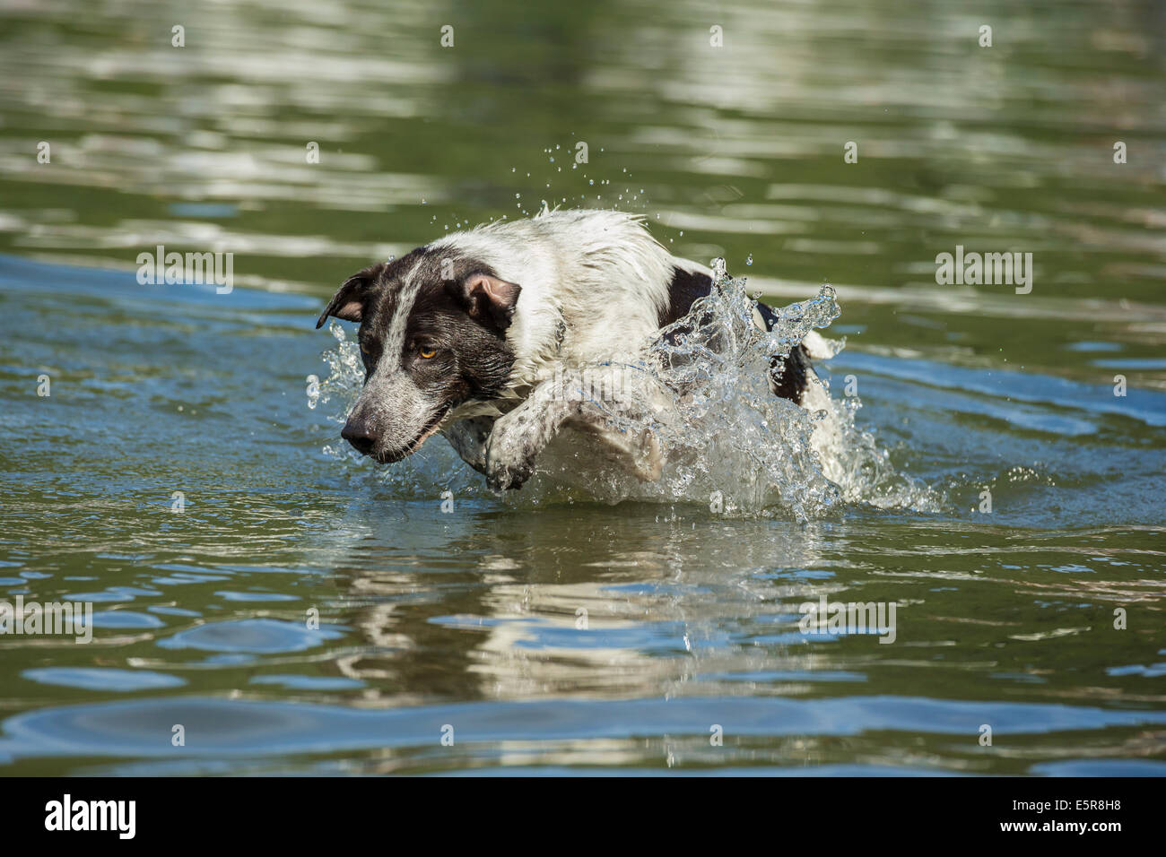 Jasper the Australian Blue Heeler dog swimming in lakeCultus Lake