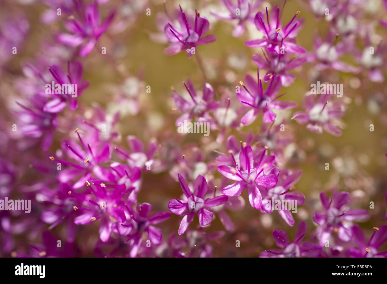 Flower of a decorative onion Allium nigrum, close-p, macro shot. Stock Photo