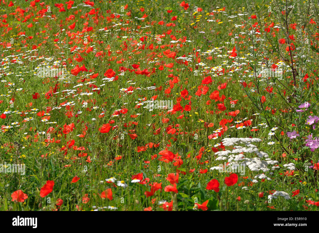 Meadow flowers, Poppies, Chamomile, Daisies. Stock Photo