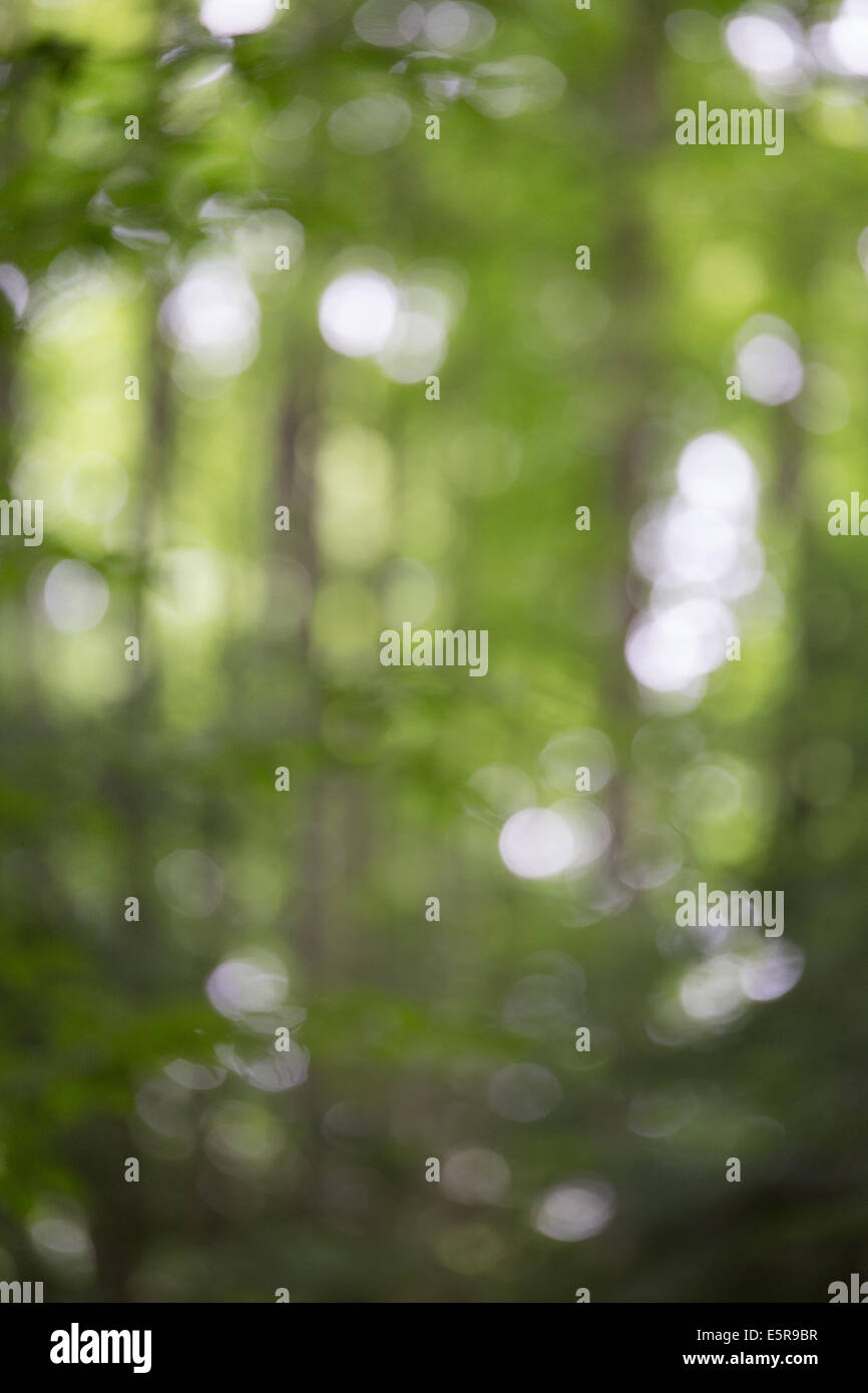 blurry nature bokeh Stock Photo