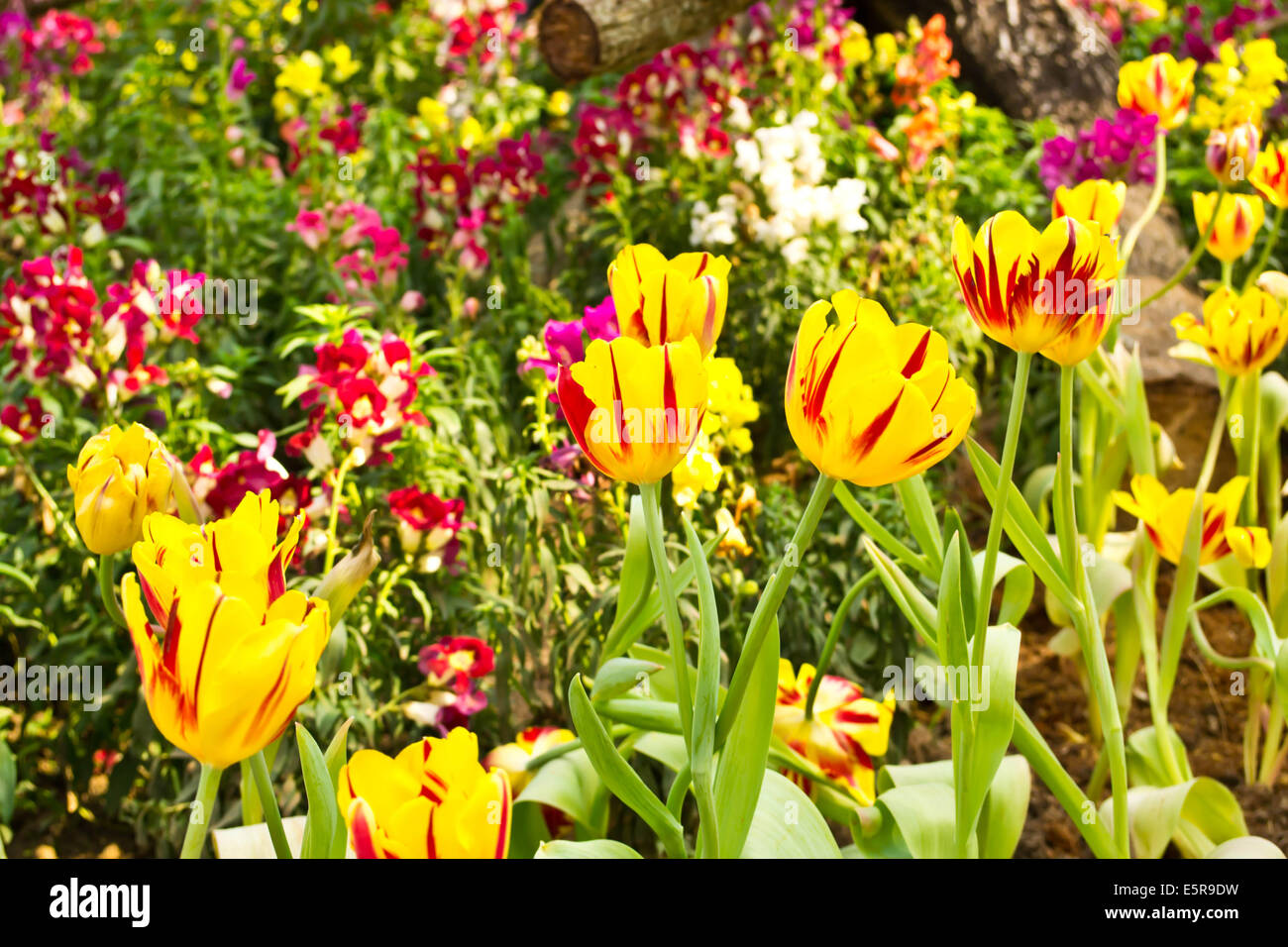 Tulips in the garden Stock Photo - Alamy