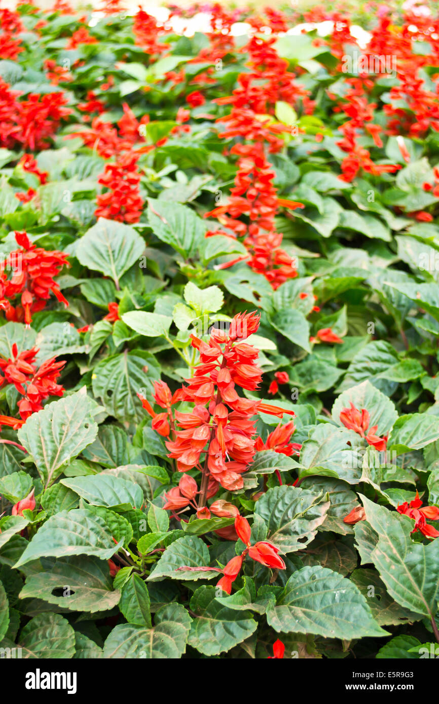 Red salvia hi-res stock photography and images - Alamy