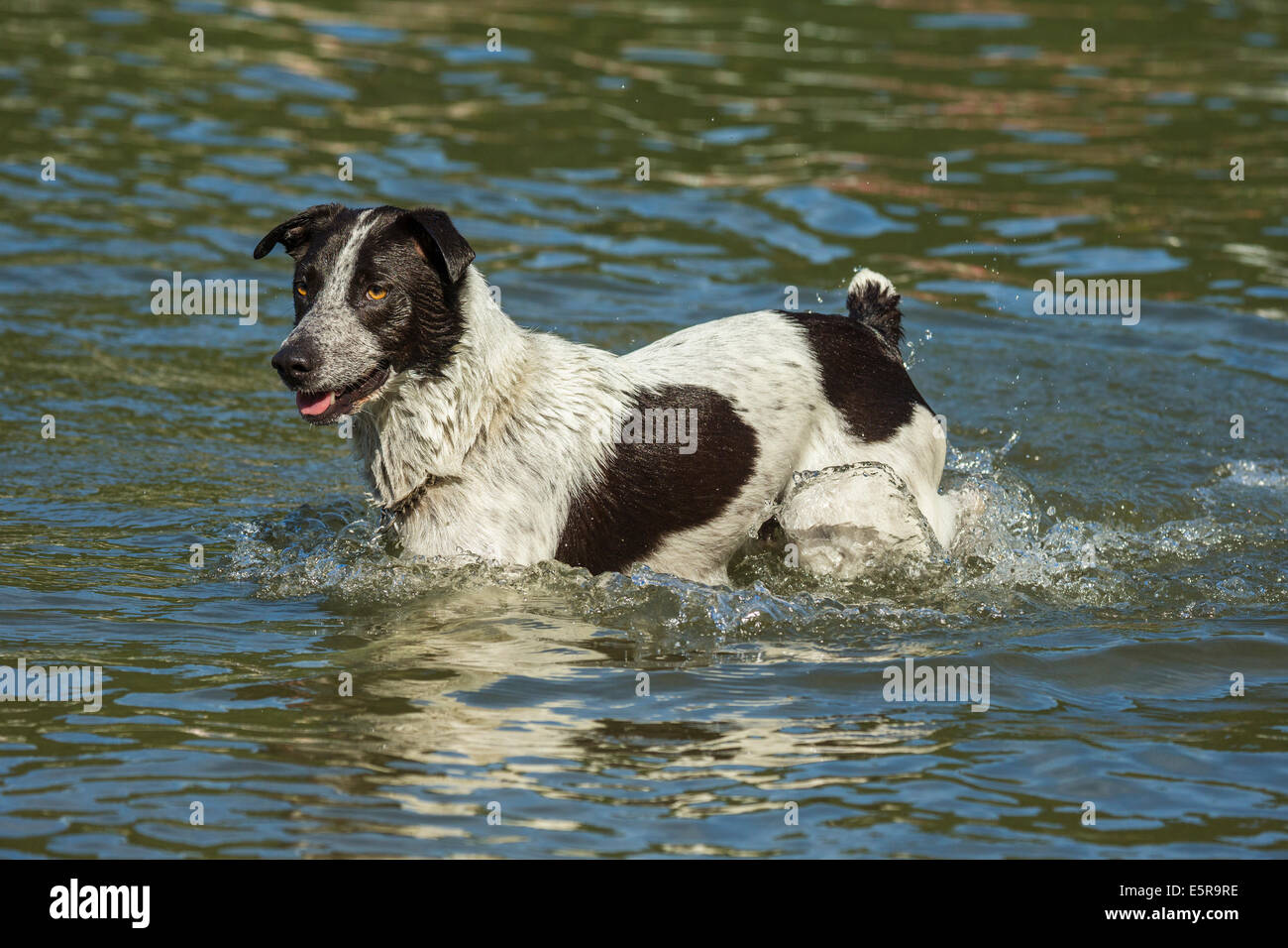 Jasper the Australian Blue Heeler dog swimming in lakeCultus Lake