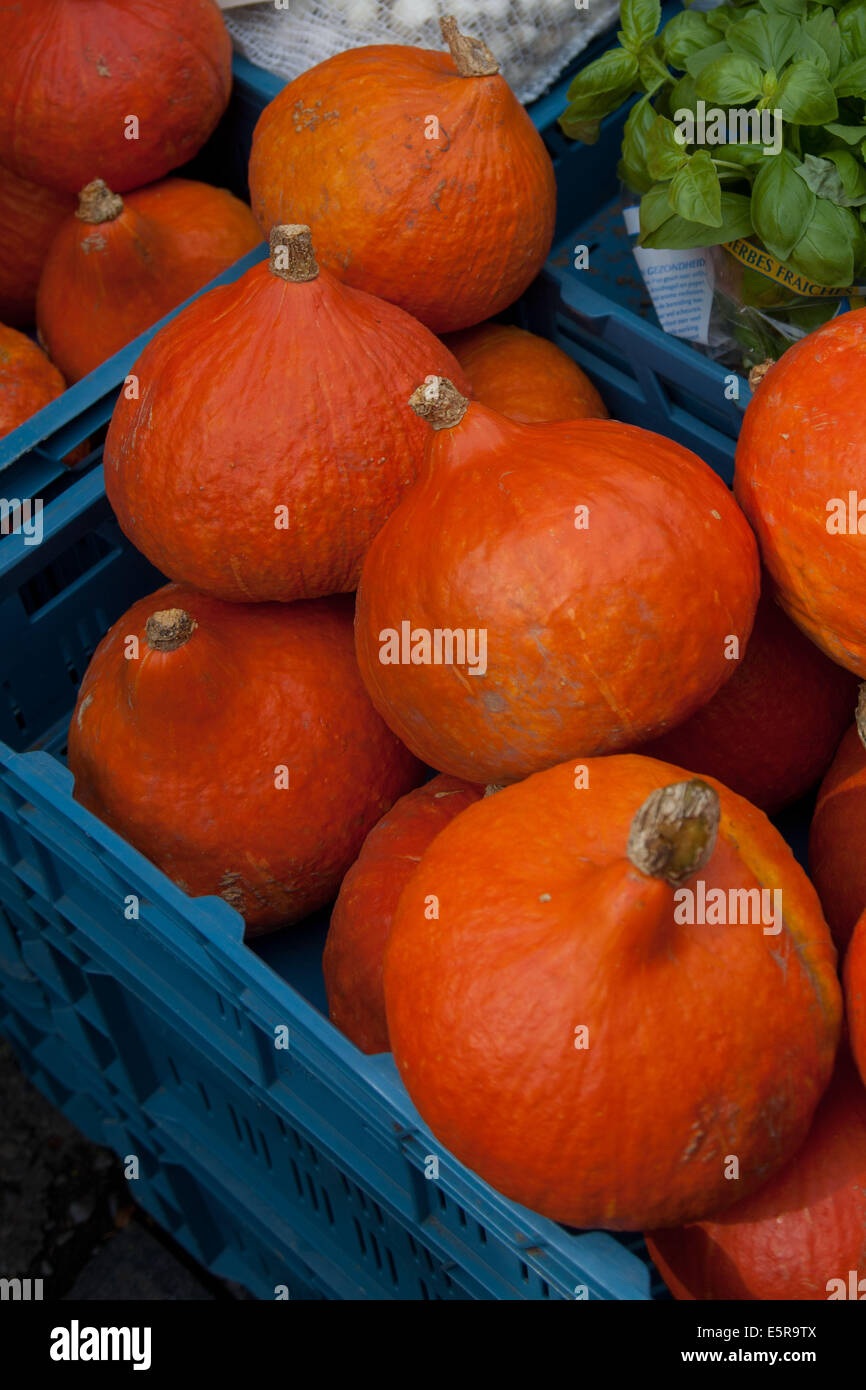 Cucurbits. Stock Photo
