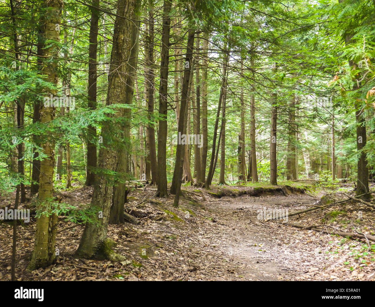 outdoor hiking trail forest Stock Photo