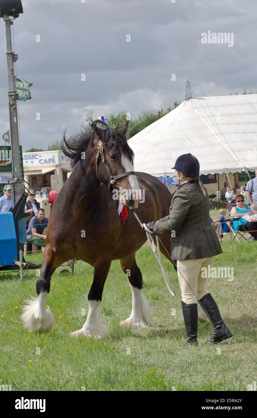 Shire horse show hi-res stock photography and images - Alamy