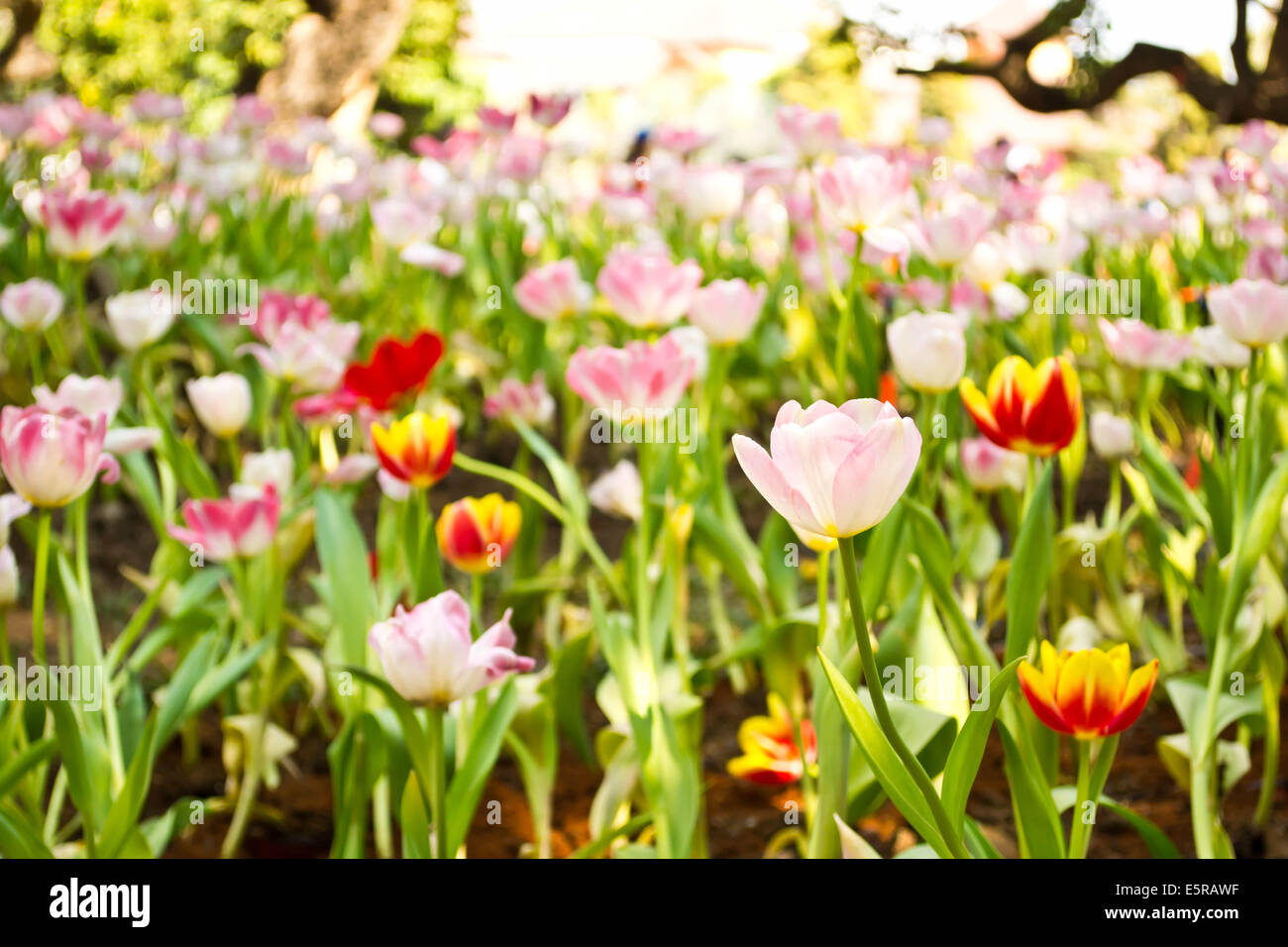 Tulips in the garden Stock Photo - Alamy