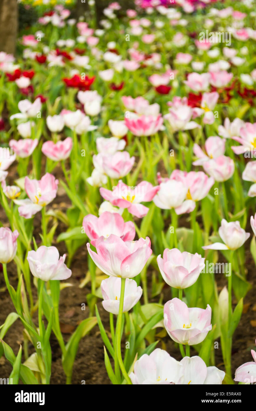 Tulips in the garden Stock Photo - Alamy