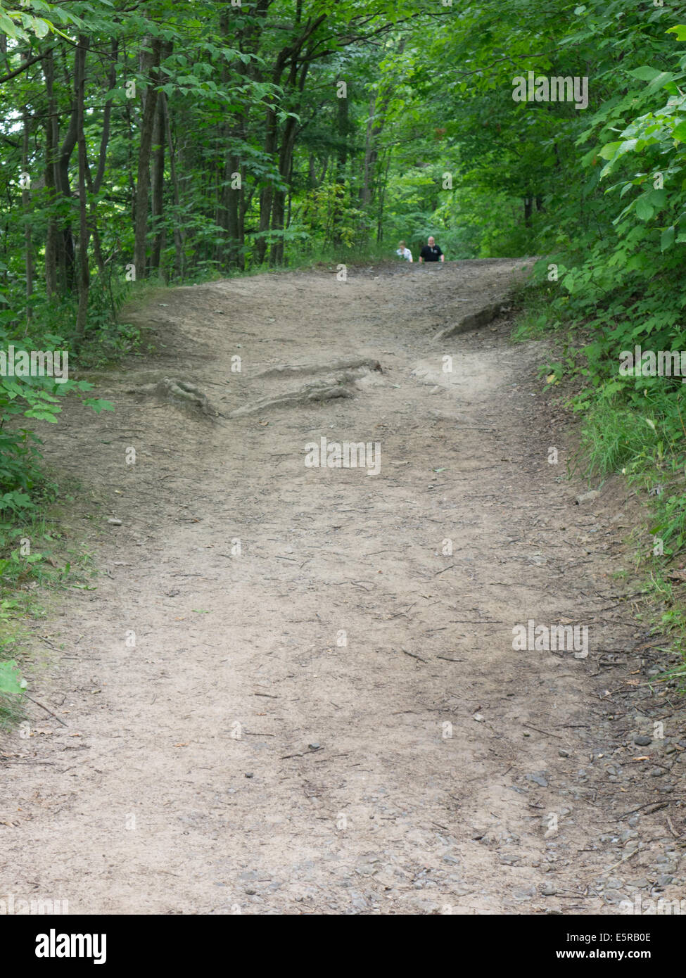Green trees on both sides of the trail hires stock photography and