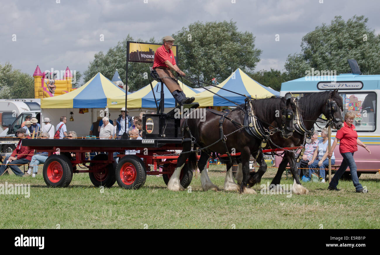 Shire horse pulling cart hires stock photography and images Alamy