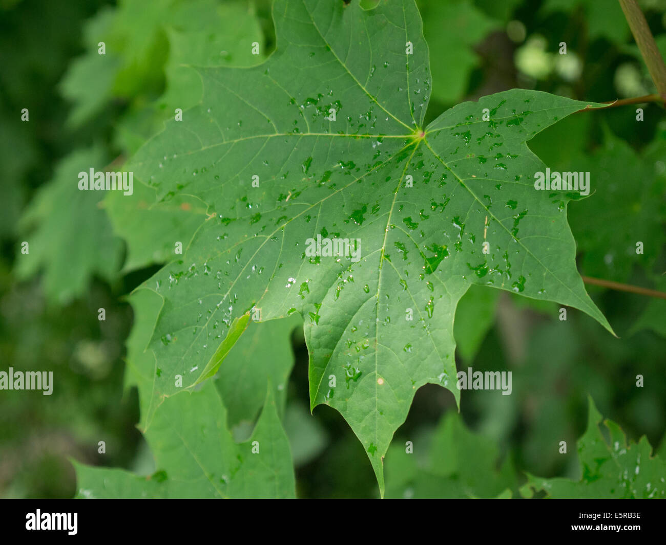 Green wet maple leaf Stock Photo
