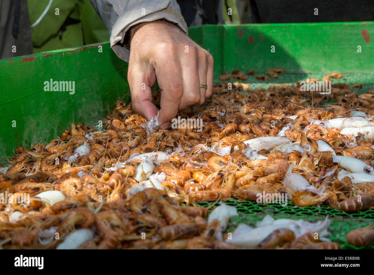 Fisherman sorting shrimps on board of shrimp boat fishing for prawns on the North Sea Stock Photo