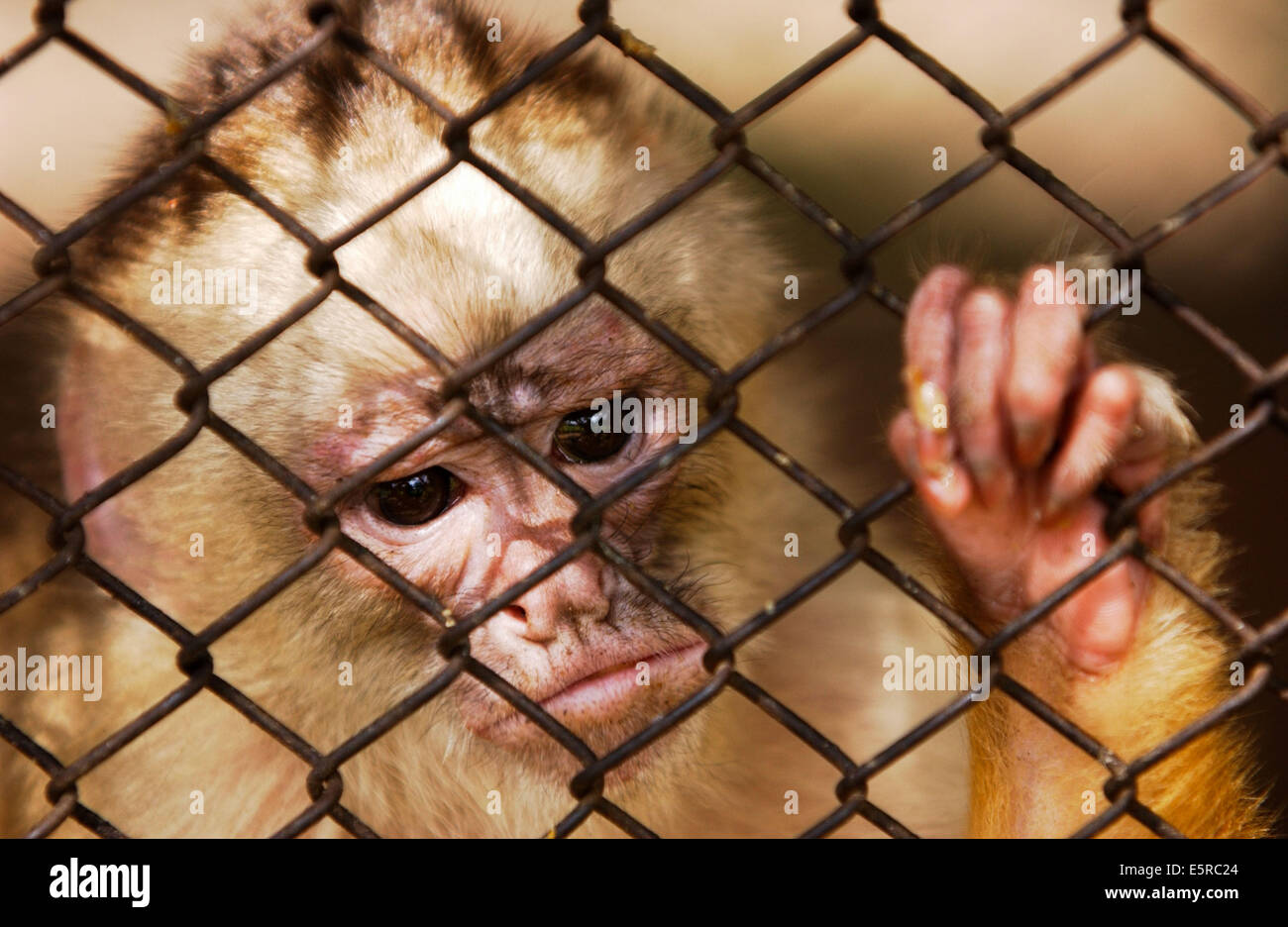 Monkey in captivity. Stock Photo