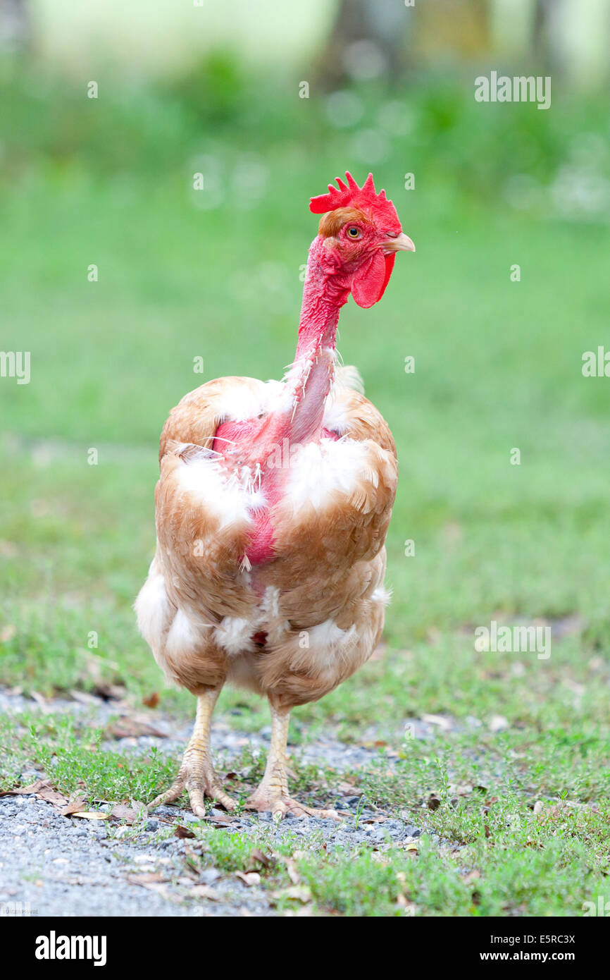 Organic Chicken Farming Stock Photo 72429166 Alamy