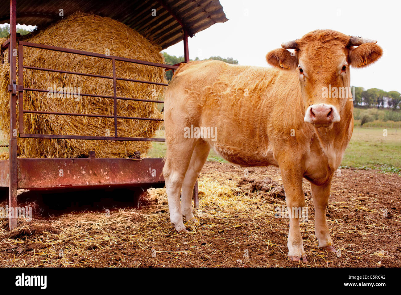 Heifer farming. Stock Photo