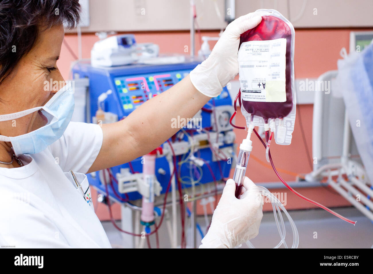 Blood transfusion of anemic patient during a hemodialysis session, Nurse according to the protocol control Transfusion, Limoges Stock Photo