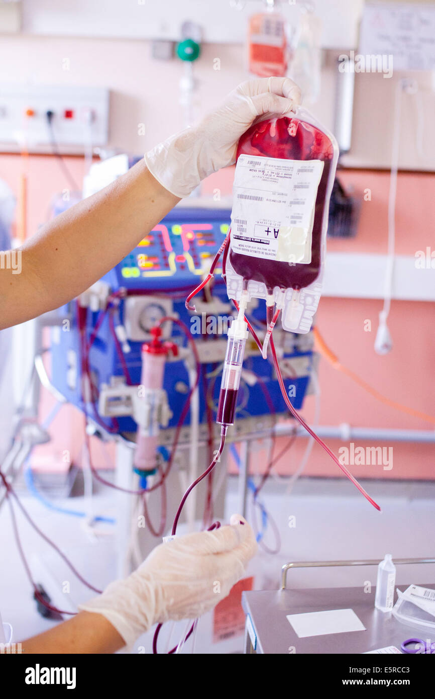 Blood transfusion of anemic patient during a hemodialysis session, Nurse according to the protocol control Transfusion, Limoges Stock Photo