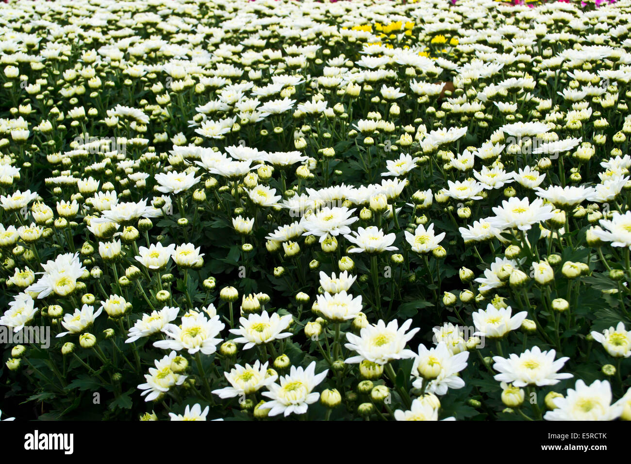White chrysanthemums hi-res stock photography and images - Alamy