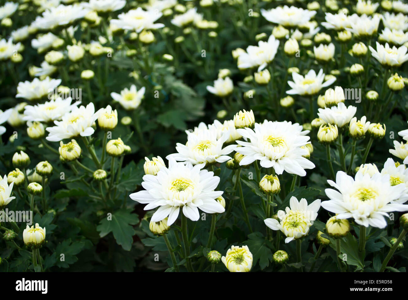 White chrysanthemums hi-res stock photography and images - Alamy