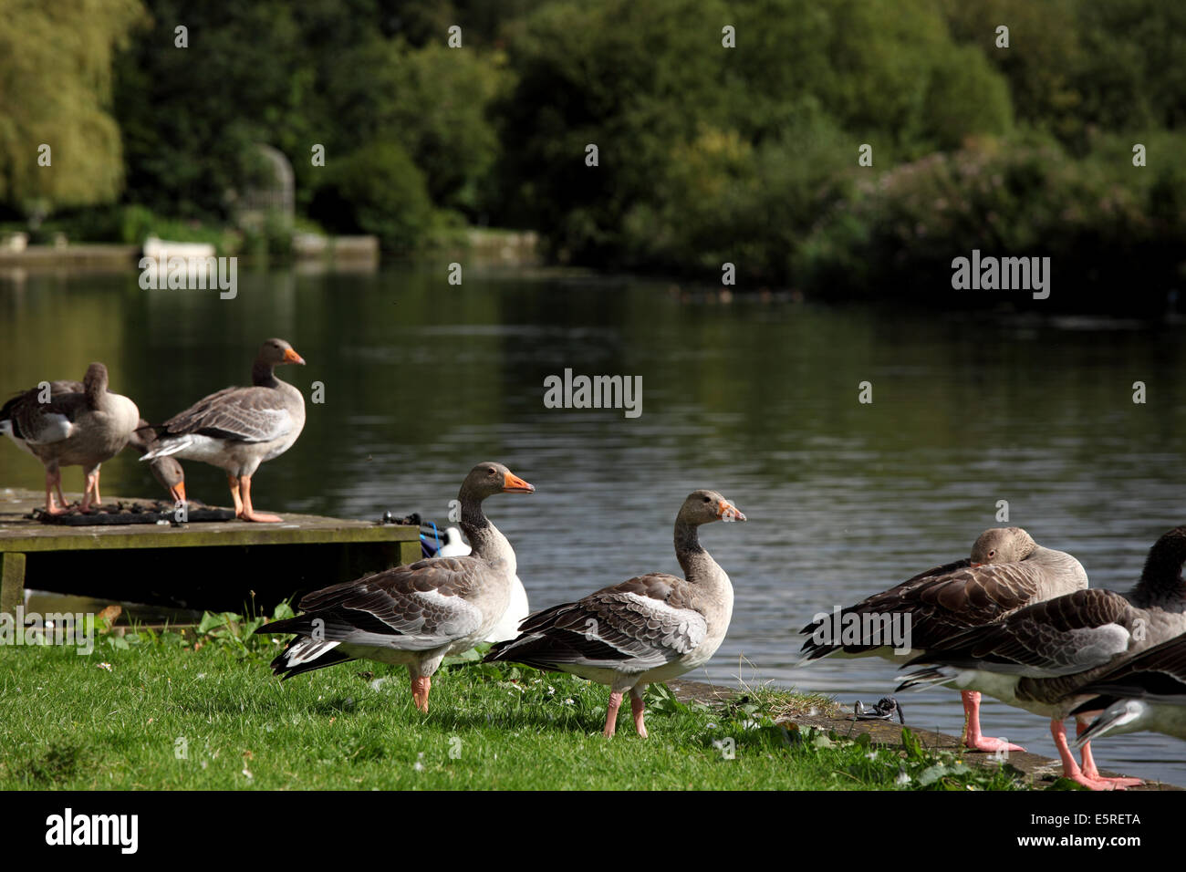 Coltishall, Norfolk, UK 4th August 2014. Weather: Geese stand & sit on the banks of the River Buer at Coltishall, the River Bure runs all the way from Coltishall to Gt Yarmouth, around 31 miles away. Credit:  Paul Lilley/Digitalshot/Alamy Live News Stock Photo