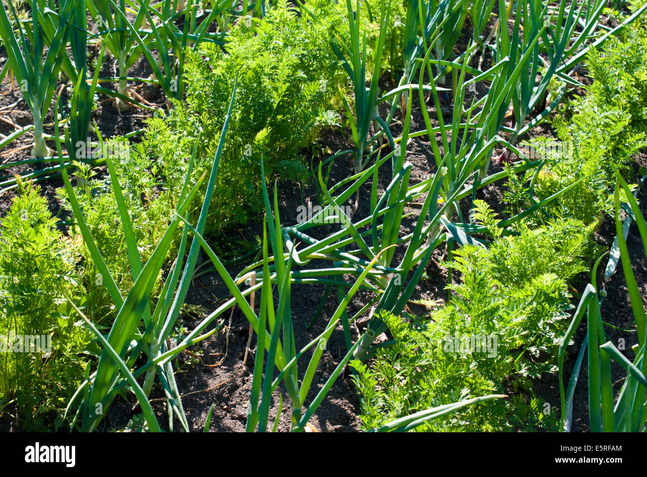 Companion planting on an allotment, onions and carrots Stock Photo Alamy