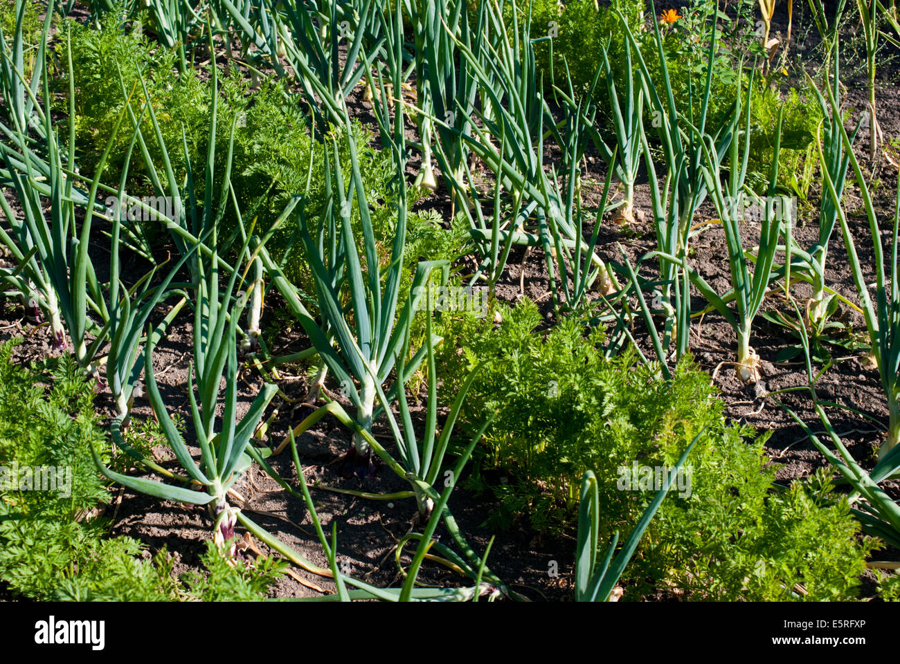 Companion planting on an allotment, onions and carrots Stock Photo Alamy