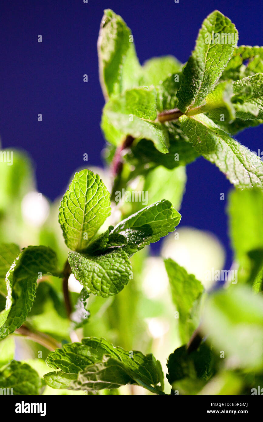 Herb mint plant hires stock photography and images Alamy