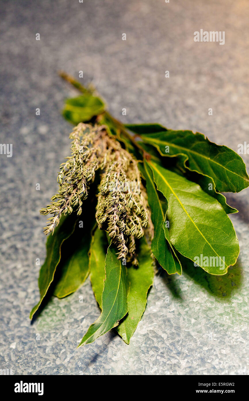 Bay leaves (Laurus nobilis) and thyme Stock Photo Alamy