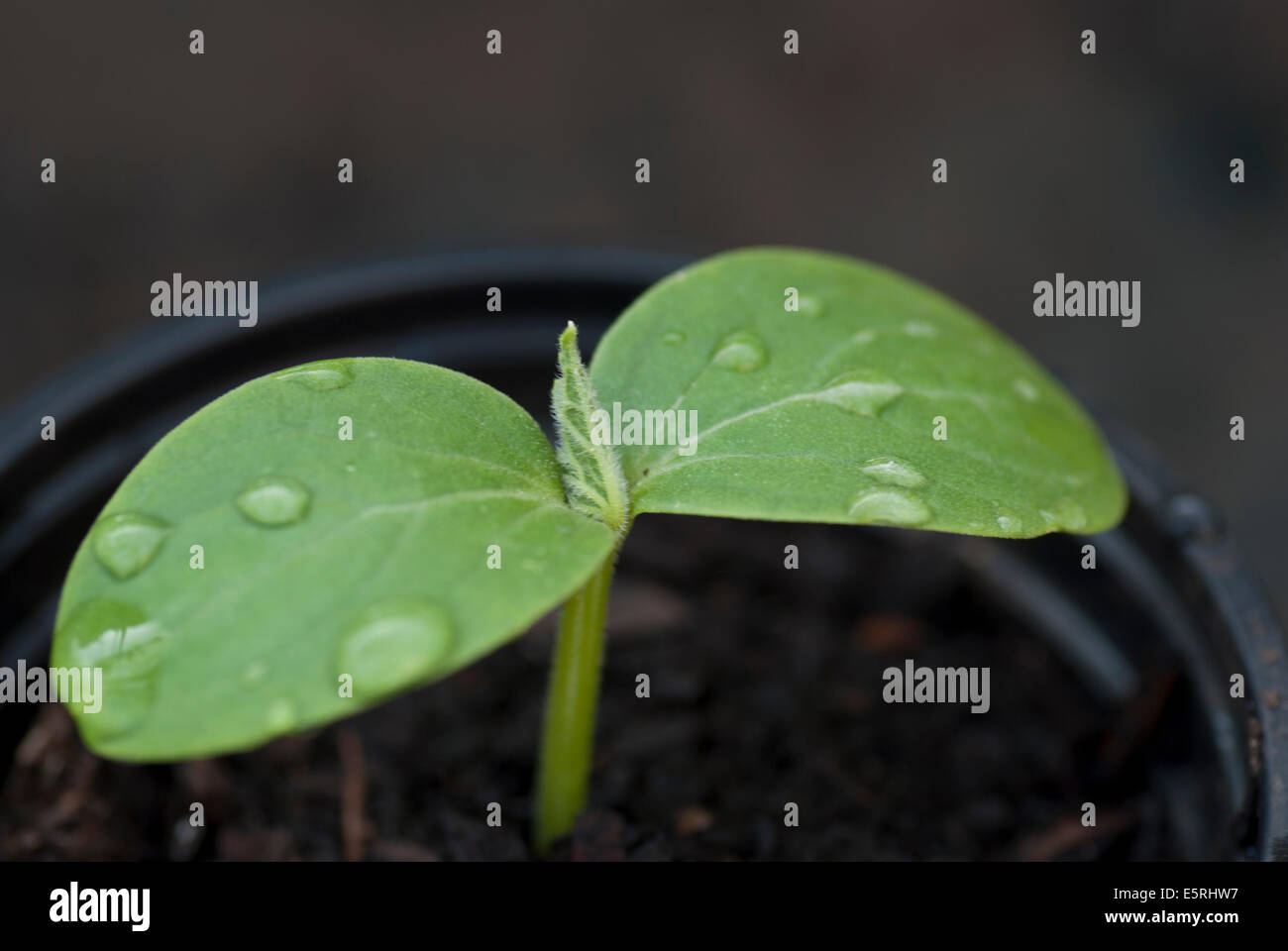 Marrow seedling growing in a plastic plant pot Stock Photo