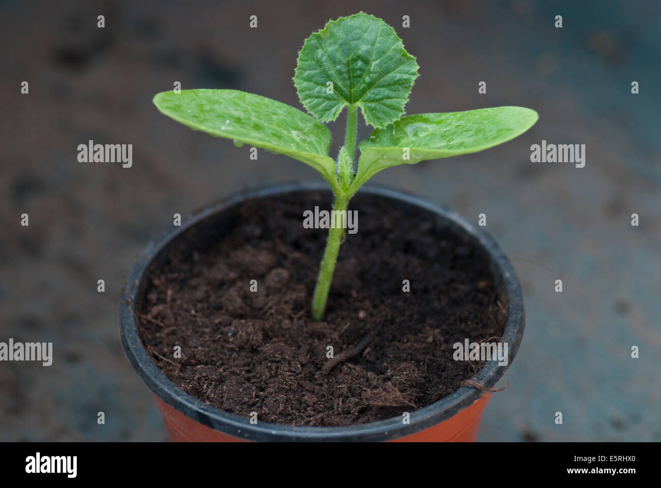 Marrow seedling growing in a plastic plant pot Stock Photo