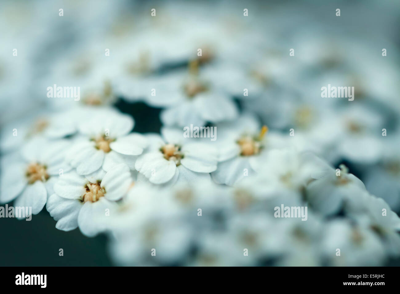 laserpitium siler, White flowers, close up. Stock Photo