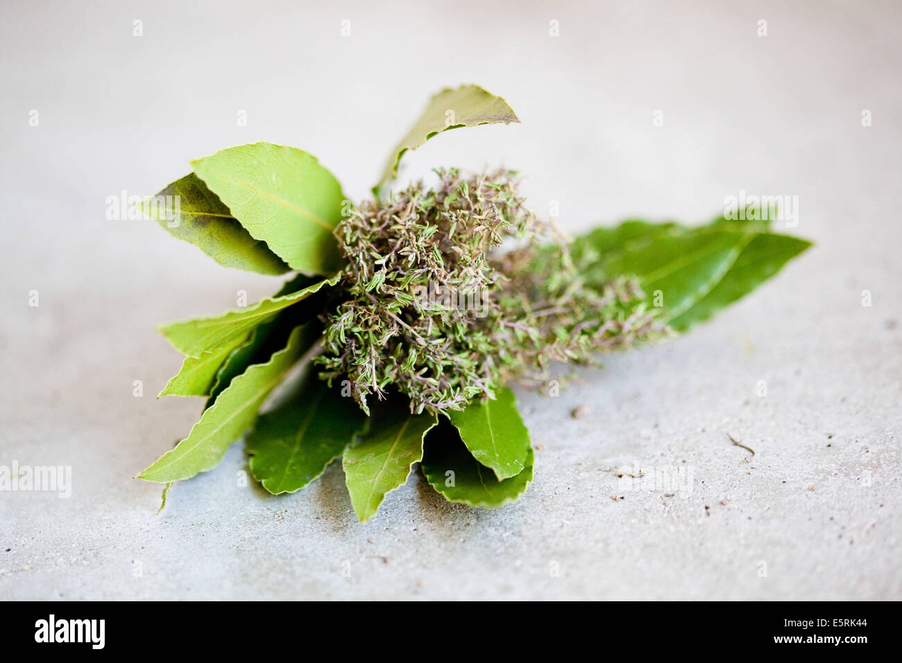 Thyme leave hires stock photography and images Alamy