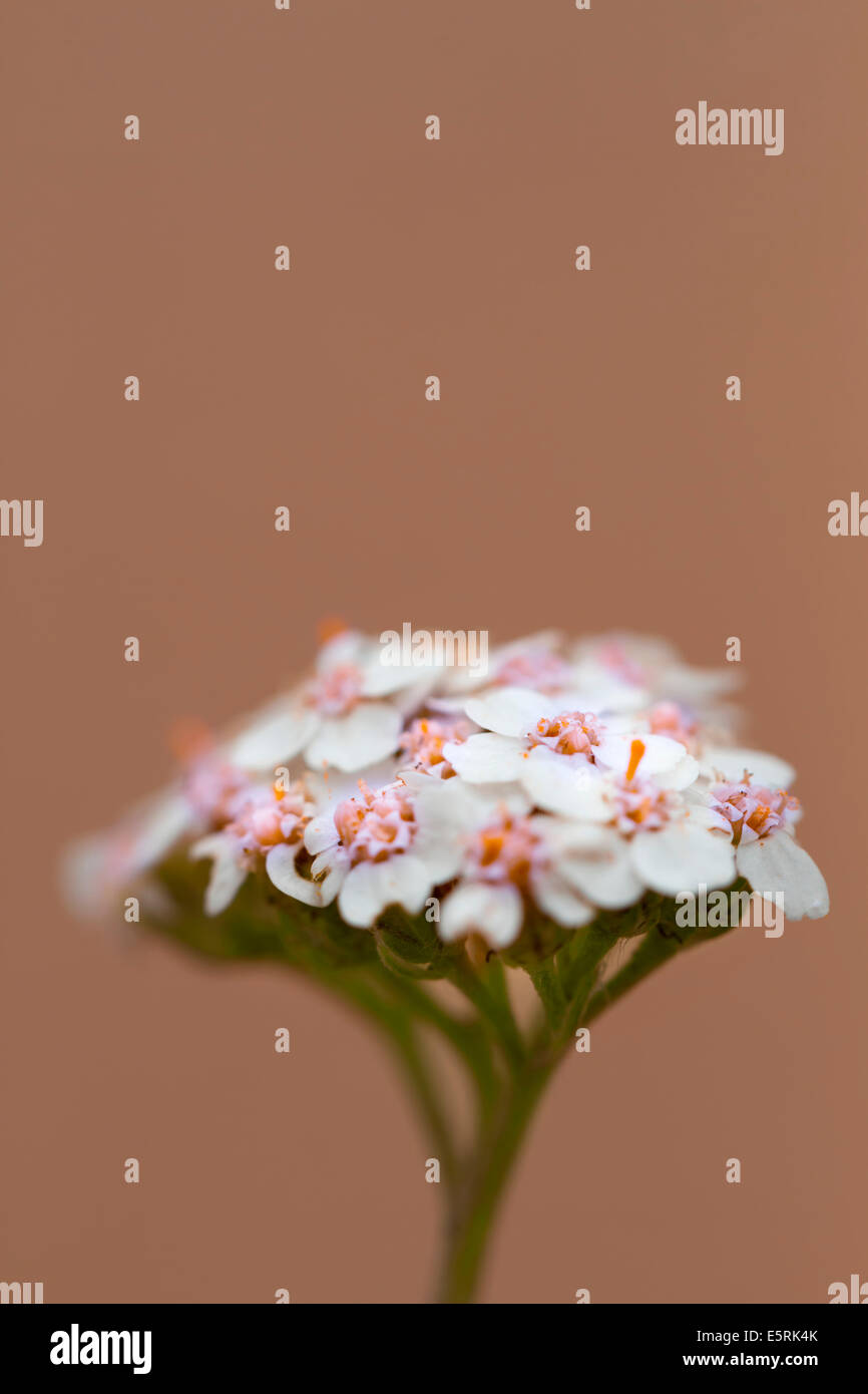 Flowers against plain background. Stock Photo