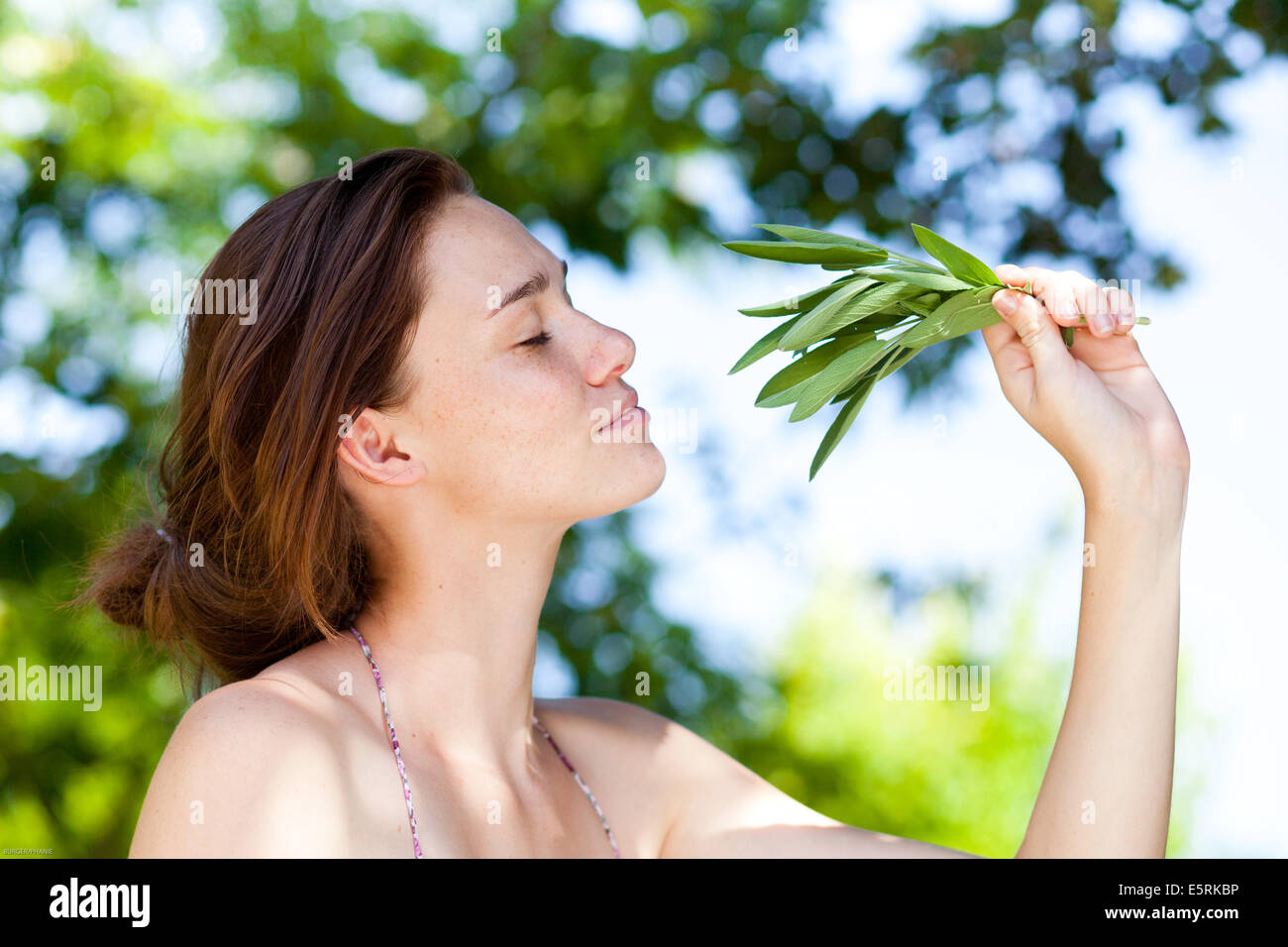 Woman picking sage from the garden. Stock Photo