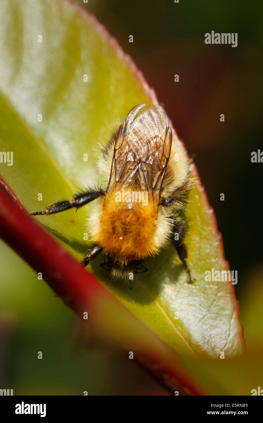 Bumblebee bumble bee closeup hi-res stock photography and images - Alamy