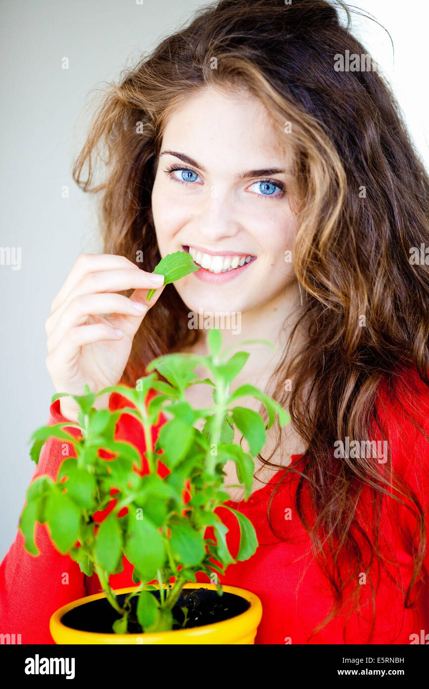 Stevia (Stevia rebaudiana), natural sweetener Stock Photo Alamy
