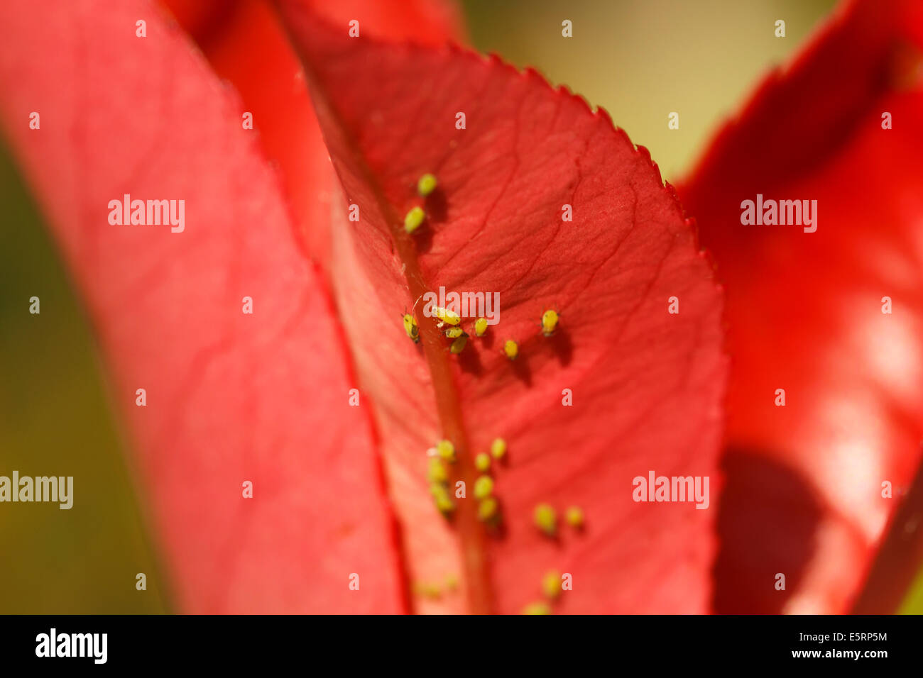 red leaves green insects nature Stock Photo