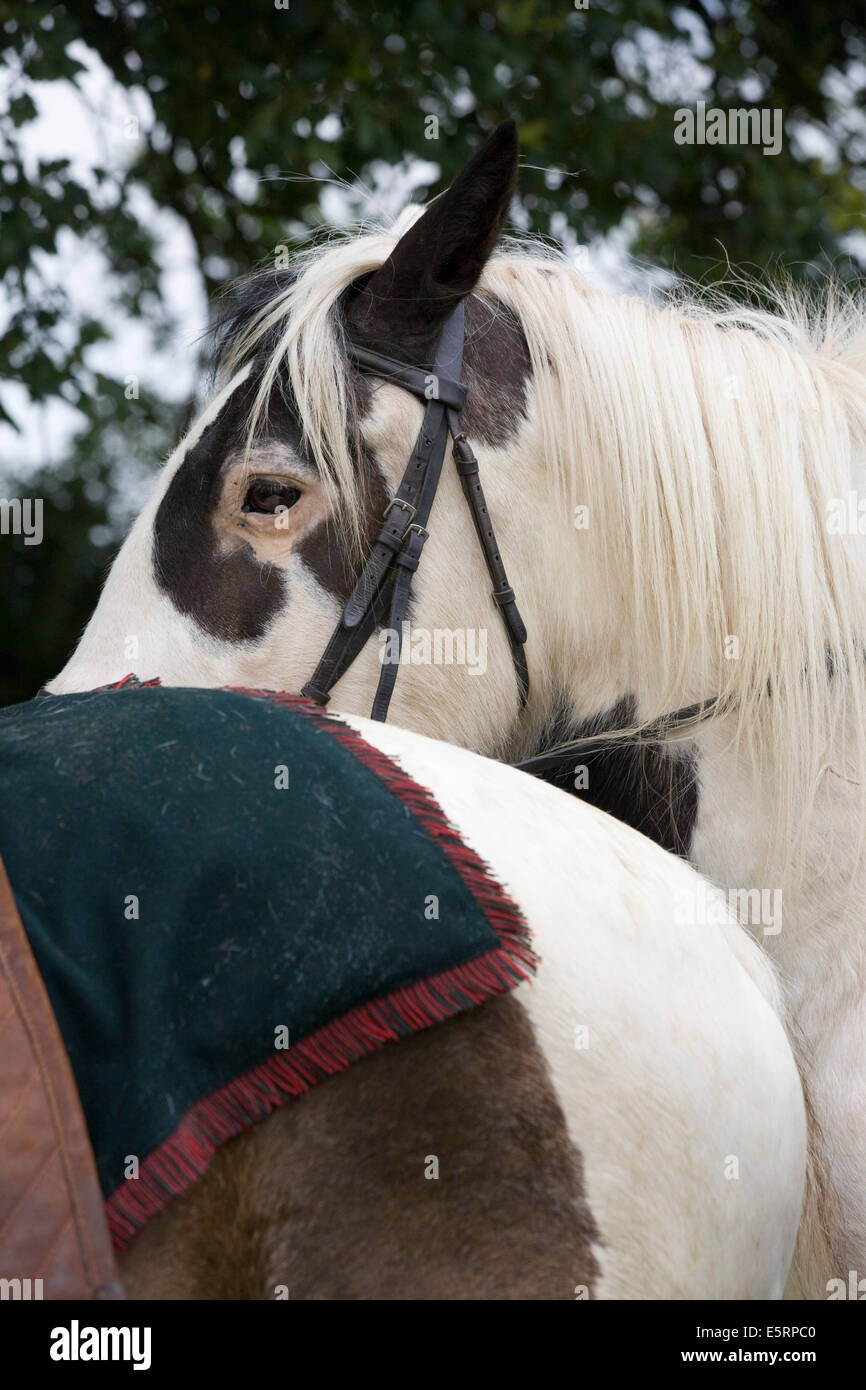 Norman cavalry soldier hi-res stock photography and images - Alamy