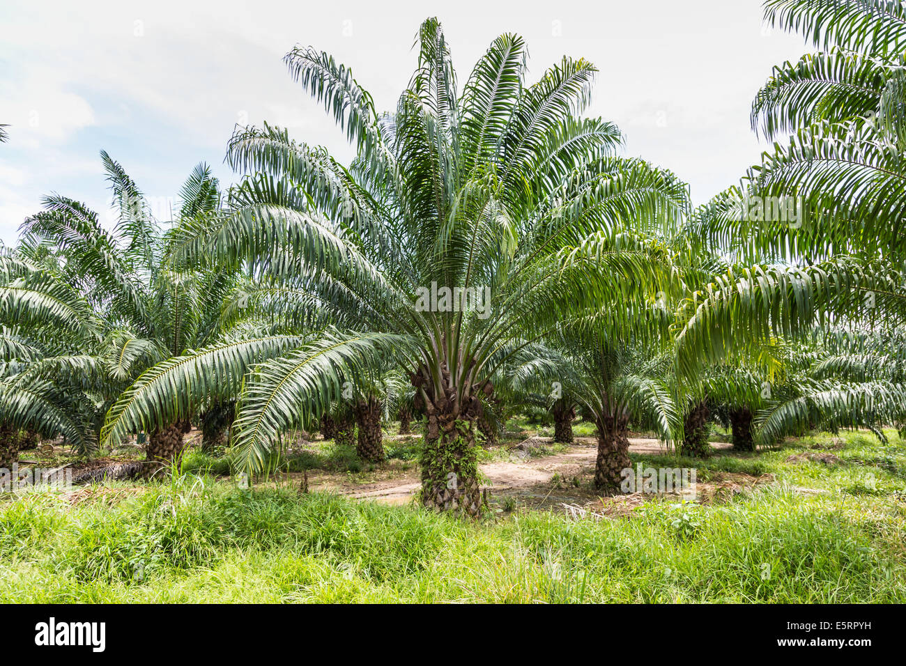 Oil palm trees (Elaeis guineensis) in a plantation, Guatemala. Stock Photo