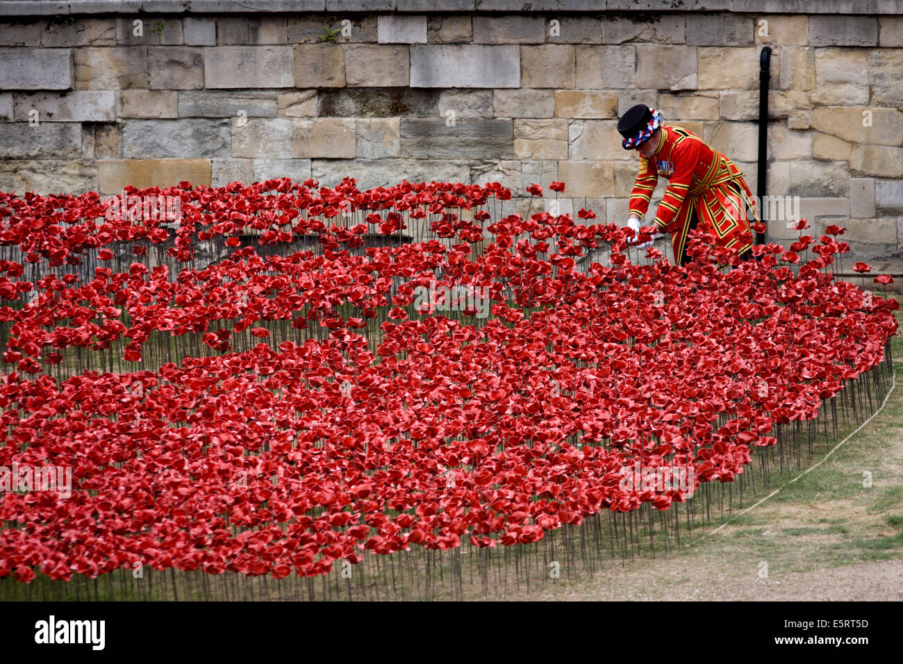 London, UK 5th August 2014: Marking the centenary of the beginning of the First World War (WW1) in 1914, a Tower of London Beefeater adjusts among some of the 888,246 ceramic poppies - one for each British military death - created by artist Paul Cummins. Remaining in place until the date of the armistice on November 11th. Across the world, remembrance ceremonies for this historic conflict that affected world nations, London saw many such gestures to remember the millions killed in action at the beginning of the 20th century. Credit:  Richard Baker / Alamy Live News. Stock Photo